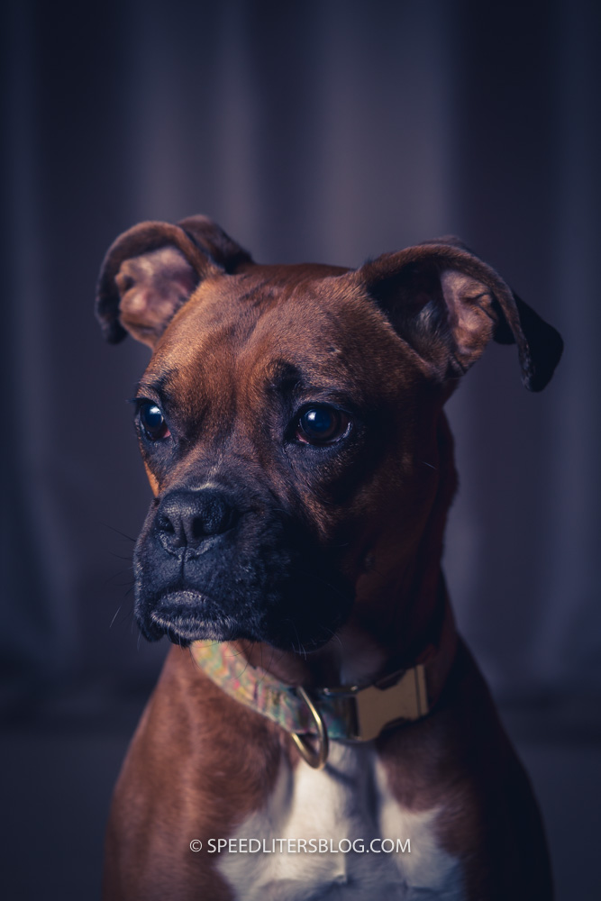 Boxer dog in a softly lit portrait